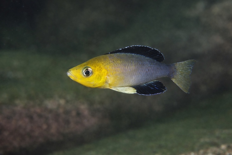 Cyprichromis sp. 'leptosoma jumbo' Kasola Island